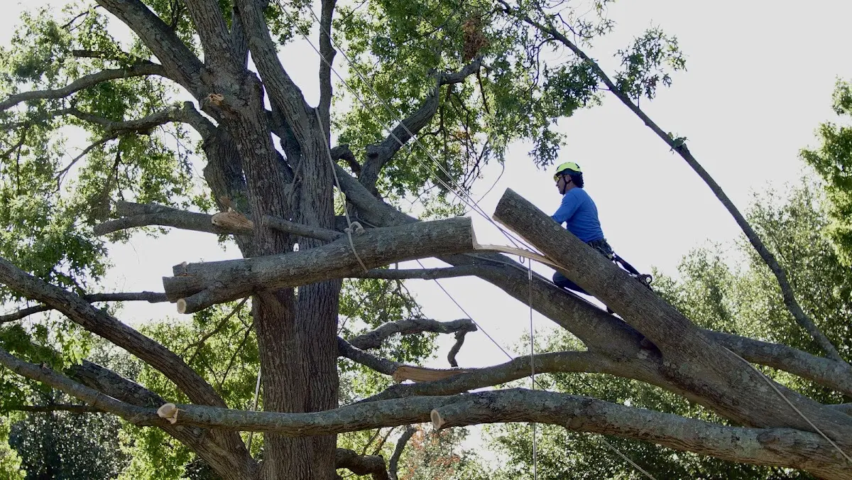 Professional Crown Thinning performed by certified arborists in Nebo